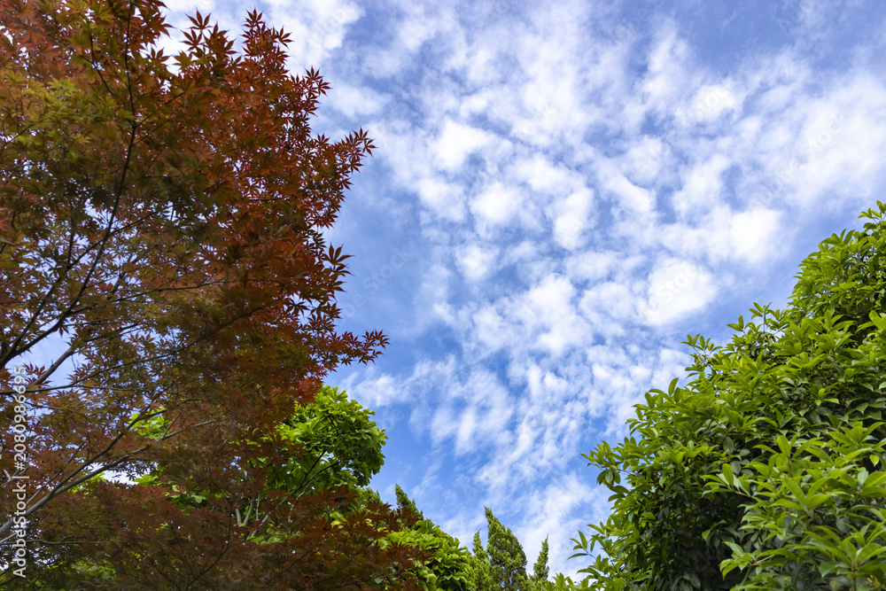 Fototapeta premium Blue sky with white clouds above lush trees and green vegetation