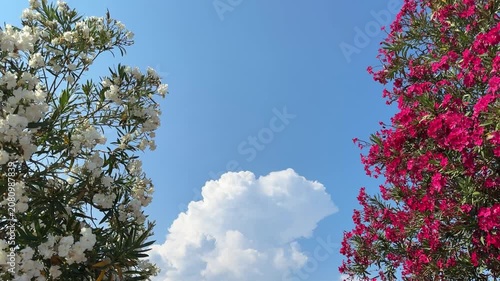 White and pink blossoms oleander nerium shrubs against sky.