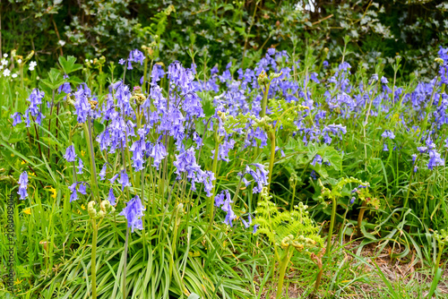 Cuadro en lienzo Spring has sprung, bluebells growing wild in  English woodland on a spring day