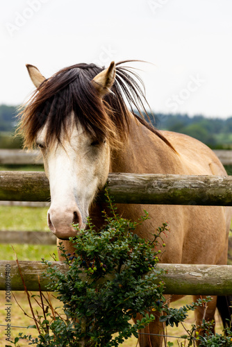 Fényképezés Close up shot of beautiful tan pony horse as it stands looking over an old wooden fence …the grass is always greener on the other side