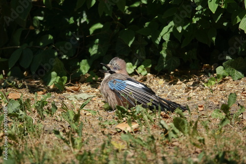 the beautiful Eurasian jay (Garrulus glandarius) making the most of  a hot sunny day