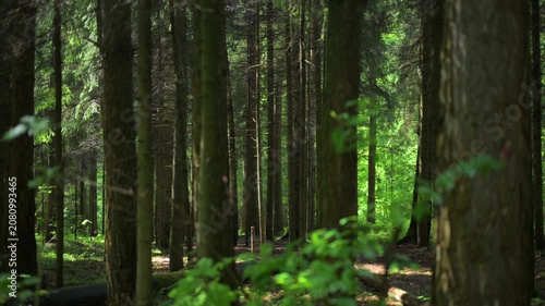 serene forest at eye level with greenery and trees in a natural setting, a peaceful nature scene 