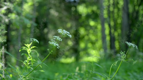serene forest and trees in a natural setting, nature scene with brown and dark green tones