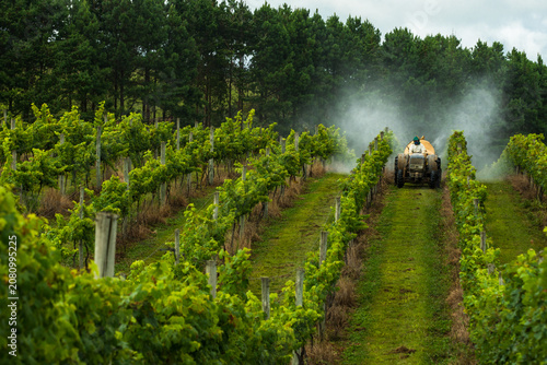 Billede på lærred A vitivinicultura na região, vem crescendo ano a ano