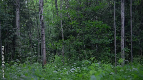 serene forest and trees in a natural setting, nature scene with brown and dark green tones