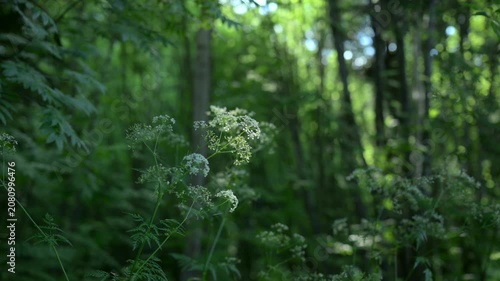 serene forest and trees in a natural setting, nature scene with brown and dark green tones