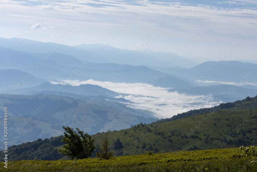 Fototapeta premium A wide angle shot show white mist settle in a green mountain valley with a ridge and tree in the foreground under a blue sky with copy space.