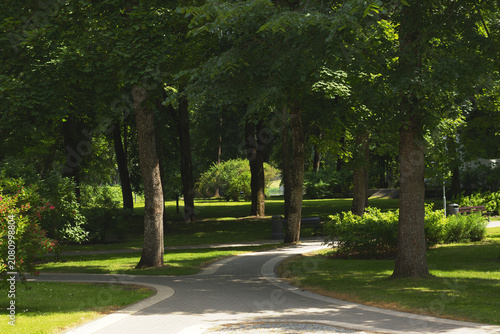 Green city park pathway with trees in summer