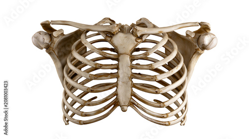 Vászonkép Human rib cage and shoulder bones, isolated on transparent background