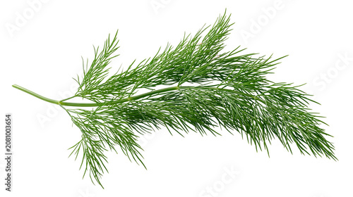 Fotografie Fresh green dill sprig with feathery leaves, isolated on transparent background