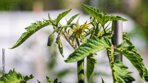  Tomato blossom in the garden.