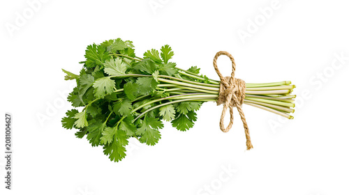 Foto Fresh green cilantro bunch tied with jute twine, isolated on transparent backgro