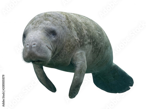 West Indian manatee swimming underwater isolated on a transparent background aquatic