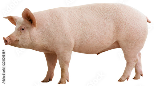 Konstfotografi Pink pig standing, isolated on transparent background