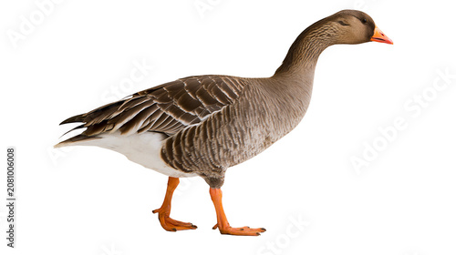 Fotografie Gray goose with brown patterned feathers and orange legs, isolated on transparen