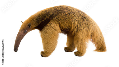 Obraz na plátně Giant anteater with long snout and bushy tail, isolated on transparent backgroun