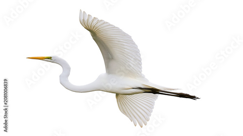 Tableau sur toile Graceful white egret bird with outstretched wings flying, isolated on transparen