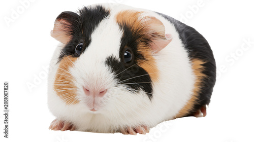 Fotografía Tricolor guinea pig with black white and orange fur, isolated on transparent bac