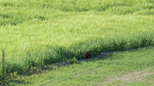 Colorful pheasant standing in green crop field