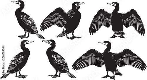 Obraz na plátně Six Cormorants with wings spread in a clean white background illustration