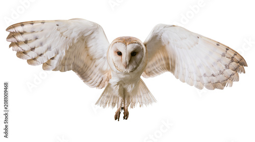 Cuadro en lienzo Barn owl with outstretched wings flying, isolated on transparent background