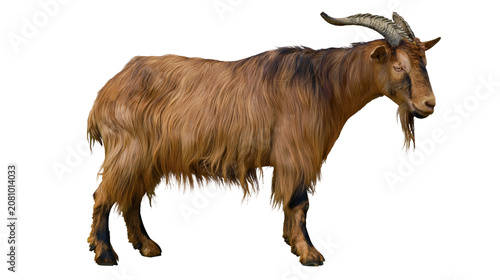 Cuadro en lienzo Brown shaggy goat with long horns, isolated on transparent background