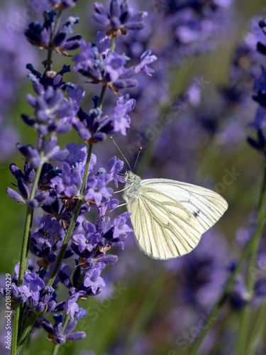 White Butterfly Feeding on Purple Lavender Flowers Close-Up in Sunlit Summer Garden