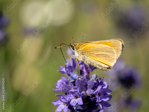 Orange Skipper Butterfly Feeding On Lavender Flower Close-Up Macro Pollinator In Summer Garden