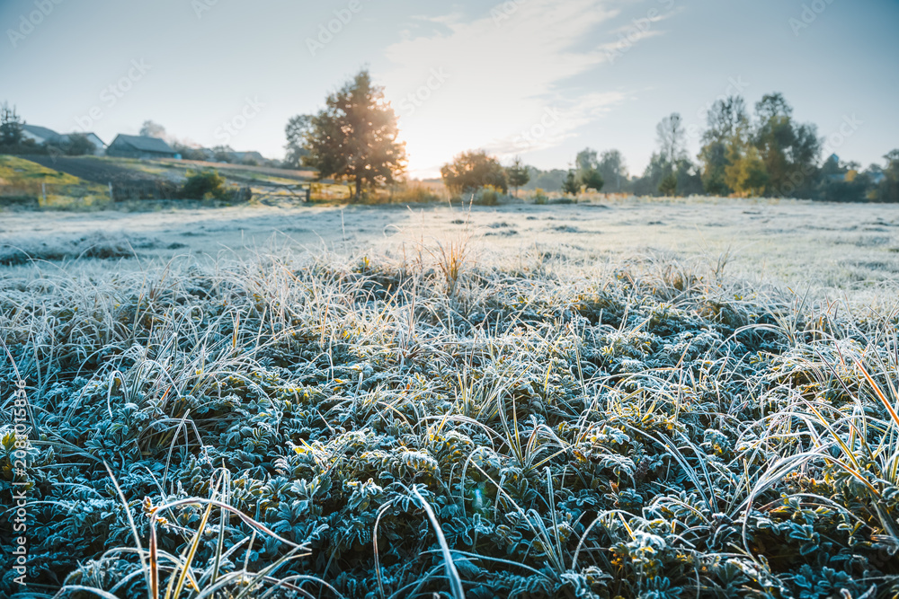 Fototapeta premium Fantastic frost-covered field in the early morning light with a clear sky and vivid grass glistening in the sun.