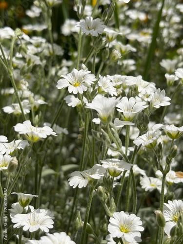 Cerastium biebersteinii is a species of flowering plant of the genus Cerastium of the family Caryophyllaceae.