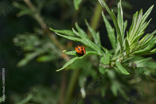 Macro shot of a ladybug pupa on a green wild plant leaf. Detailed focus, natural environment, soft bokeh background. Bright ladybug pupa on green foliage. Ladybug pupa on green leaf in macro.