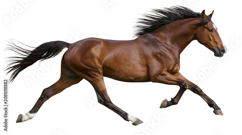 Schilderij op canvas Majestic brown horse galloping with flowing mane and tail, isolated on transpare