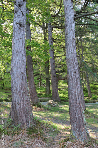 Forest landscape with tall coniferous trees on a spring day