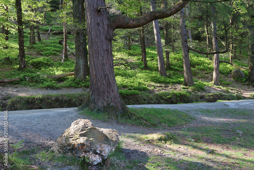Picturesque trees, a rock, and a path in a forest in Wicklow National Park, Ireland