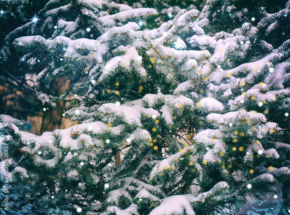 Obraz premium Snow-covered fir branches and magic lights. Winter card