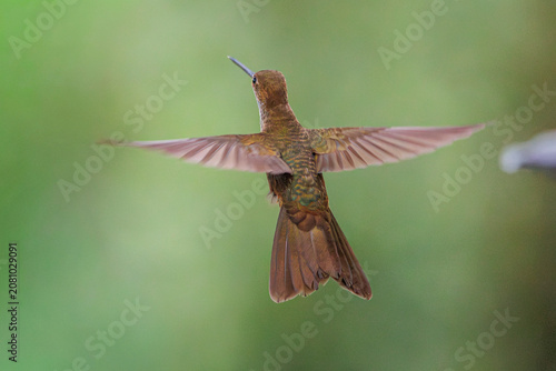 Tableau sur toile A magnificent hummingbird hovering and flying with remarkable elegance among the colorful flowers of Valle del Cauca, Colombia, showcasing its incredible agility and iridescent plumage