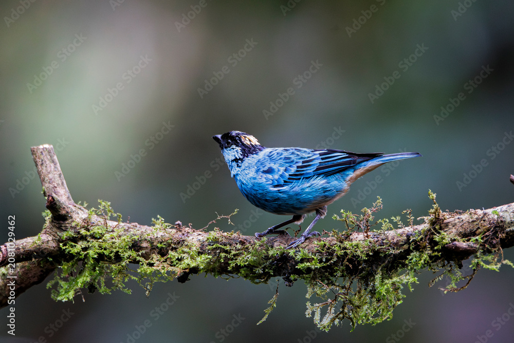 Fototapeta premium Blue-and-yellow Tanager with a vibrant blue body and bright yellow head, perched gracefully in the forest. A colorful jewel of the tropical canopy, perfect for bird and nature photography.