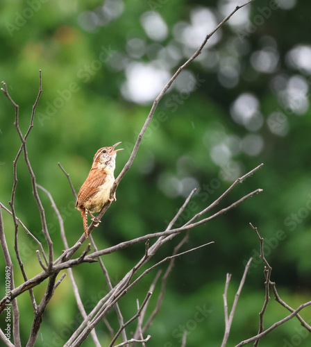 Obraz na plátne A robust and lively Carolina Wren sits atop a tree branch singing profusely and loudly to attract a mate or declare to other males that this is his territory