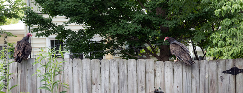 Turkey vultures on neighborhood fence