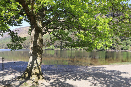 Beautiful tree with green foliage on the shore of the lake, Upper Glendalough Lake, County Wicklow, Ireland
