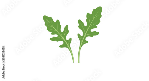 Two fresh green arugula leaves with jagged edges shown against a plain white background for various culinary uses.