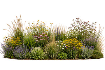 Lush perennial garden border features ornamental grasses, daisies, coneflowers, lavender, and layered wildflowers isolated on white, perfect for landscaping, planting, and natural design inspiration