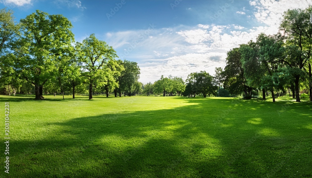 Fototapeta premium summer park trees and green grass on lawn panorama