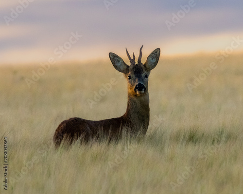 Photos Young buck