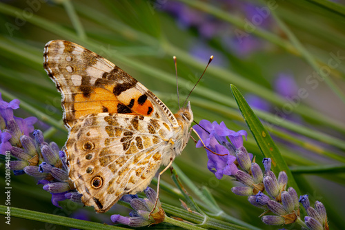 Obraz na plátně A detailed close-up shows a vibrant Painted Lady butterfly perched on a fragrant lavender stem