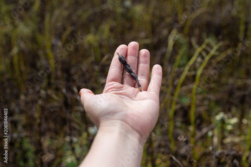 Fotografie An open human hand holds a single dried, blackened Phaseolus vulgaris bean pod over a scorched field