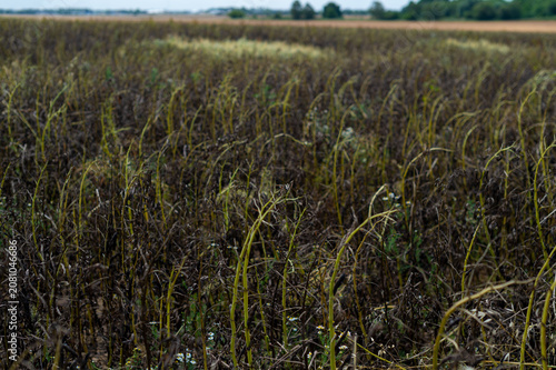Fotografie A vast field of desiccated Phaseolus vulgaris plants is visible in France in June 2026