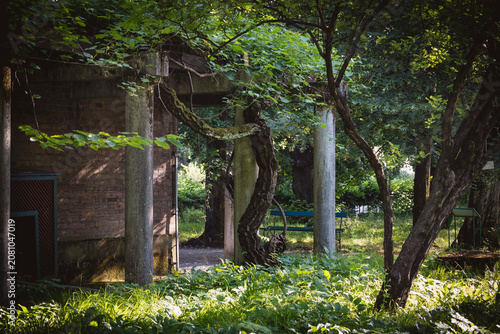 Old climber plant overgrown on wooden pergola in Zagreb city botanical garden, creating shade
