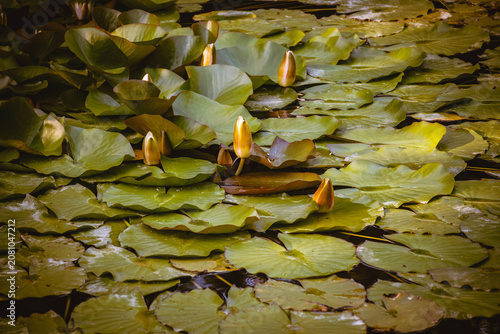 Φωτογραφία Beautiful water lillies growing from the dark, murky pond in the Zagreb city bot