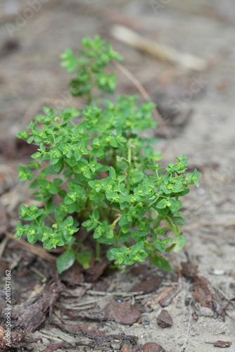 Принти на полотні Closeup on a fresh emerging petty spurge,  radium or cancer weed, milkweed Eupho